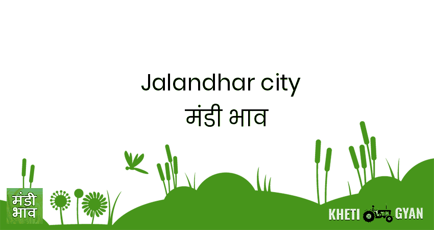 Jalandhar City मंडी भाव की ताज़ा तस्वीर